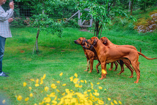 training a pack of four ridgeback dogs right on their own yard on a summer morning and blurry yellow flowers in the foreground