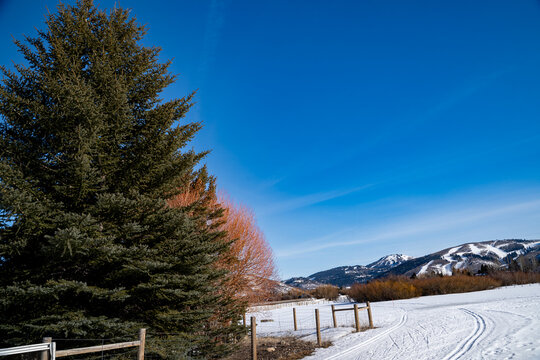 Colorful trees with snow and mountains on a sunny clear day in winter 