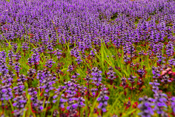 Campo viola