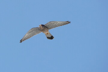 common kestrel in flight