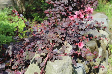 pink flower vines on a pile of stones