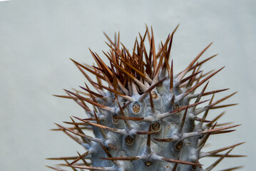 Naklejka na ściany i meble cactus needl
