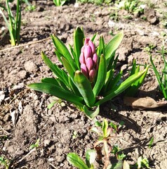 flowers in the garden