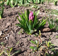 flowers in the garden