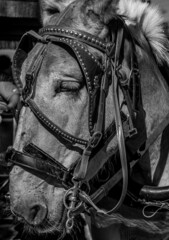 horse's head