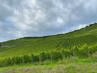 Fototapeta na wymiar 夏のモーゼル地方のワイン畑