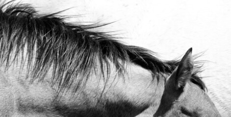 Gray filly foal mane hair closeup in simple modern monochrome for equine background.