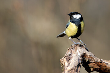 Great Tit (Parus major) in woodland setting