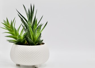 Succulent in white pot on white background, Cactus style houseplant