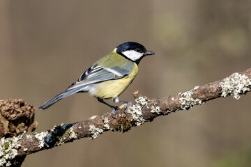 Great Tit (Parus major) in woodland setting