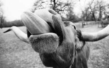 Funny Texas longhorn cow with tongue out closeup in black and white.