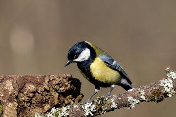 Great Tit (Parus major) in woodland setting
