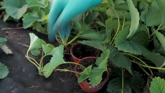 Farmer works on strawberry plantation. Organic farming. Agriculture and agribusiness. Reproduction of strawberries with a mustache. Hand cutting and planting garden strawberries