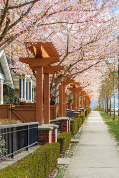 Neighborhood modern houses with spring flowers in BC, Canada. Canadian modern residential architecture