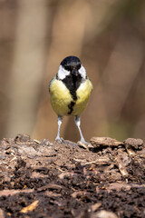 Great Tit (Parus major) in woodland setting