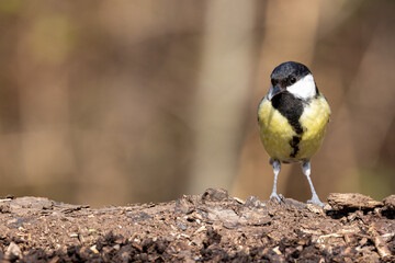 Great Tit (Parus major) in woodland setting