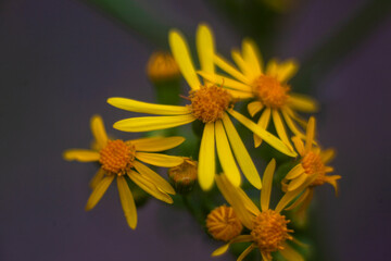 Yellow Rosinweed blooming in the spring