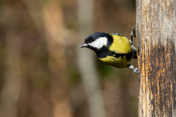 Great Tit (Parus major) in woodland setting