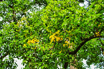 Gelbe Blätter zwischen grünen Blättern an einem Baum 