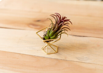 Air plant in a beautiful stand with wooden background