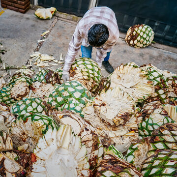 Man piling agave in oven ready to steam it