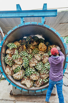 Man piling agave in oven ready to steam it