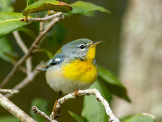 A small northern parula warbler perched on a tree branch 