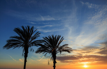 Fototapeta na wymiar sunset in the palm, palm trees at sunset