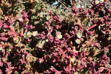Salzpflanze Mesembryanthemum nodiflorum