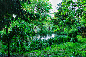 Fototapeta na wymiar Wilder Teich in einem Sommerwald 