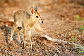 Learning to walk. Full length shot of a young Nyala on the plains of Africa.