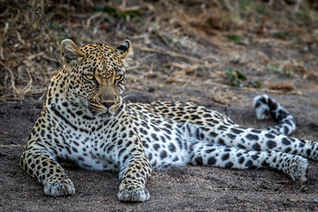 Leopard laying in the sand and relaxing.