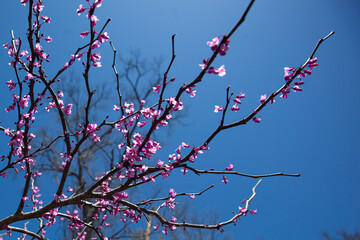 Purple redbud trees blooming in Spring