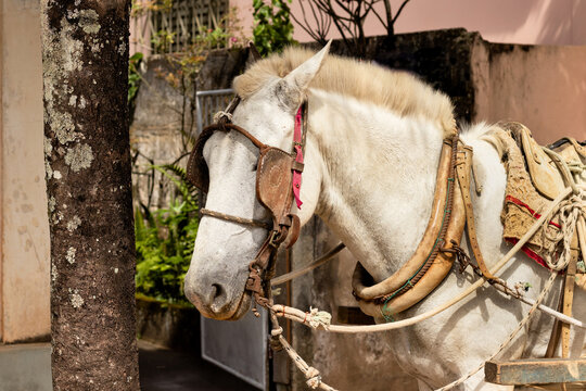 Um lindo cavalo utilizado para transporte de leite entre as fazendas.