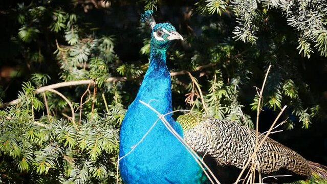 Male Indian peafowl (Pavo cristatus) with vibrating blue plumage, peacock