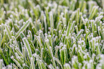 Grass covered with frost in early spring. Lawncare, landscaping and weather concept.