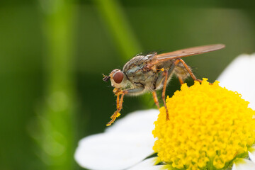 A small yellow dung fly getting nectar from a flower