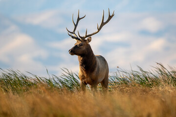Tule Elk bull standing in the windy California Grizzly Island marshland - Powered by Adobe