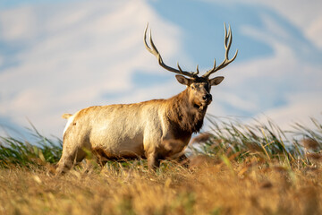 Naklejka na ściany i meble Tule Elk bull standing in the windy California Grizzly Island marshland
