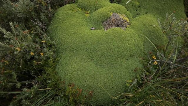 Botany. Andean flora. Closeup view of giant Bolax gummifera growing in the meadow. Beautiful green foliage texture. 