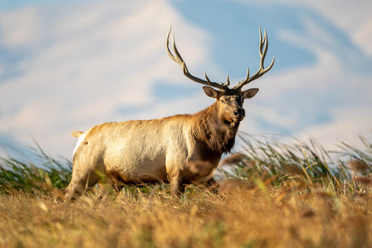 Tule Elk bull standing in the windy California Grizzly Island marshland