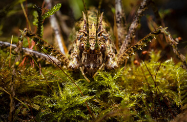 Close up photo of a Moss mimic katydid (Championica sp.) from Ecuador.

Grasshopper. Insects. Mimicry.