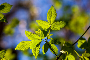 Back lit Green leaves sprouting in spring