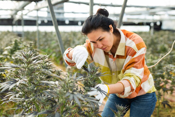 Female worker caring for cannabis plant in a greenhouse