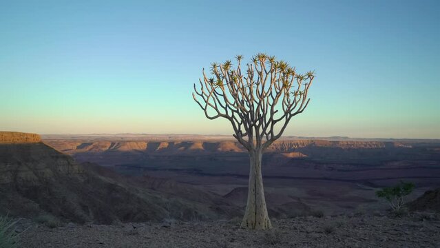 Sunset or dawn in Africa. Quiver tree forest on the edge of Fish River Canyon.