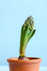 Pot with beautiful hyacinth plant on blue background