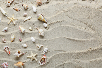 Many different sea shells and starfish on beach sand