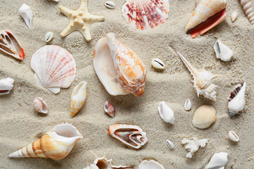 Fototapeta na wymiar Many different sea shells and starfish on beach sand