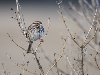 Song Sparrow Perched  On Two Tree Branches  in Early Spring