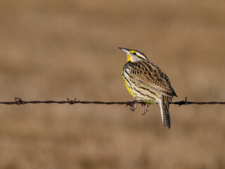 Eastern Meadowlark Sitting on Fence Wire in Early Spring